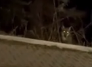 Pesaro - Lupi avvistati sul lungofoglia a Soria, ordinanza a Vallefoglia